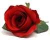memorial rose